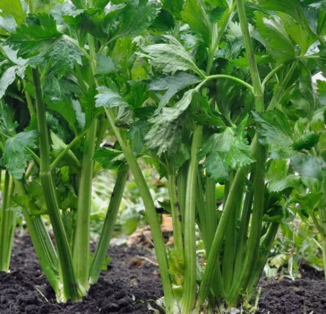 Tall Utah 52/70 Celery Vegetable Heirloom 1000 Seeds for Garden Planting
