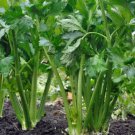 Tall Utah 52/70 Celery Vegetable Heirloom 1000 Seeds for Garden Planting