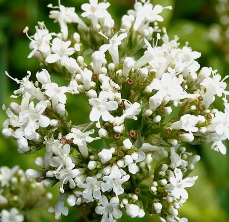 Valerian Spring Sow Perennial Vegetable Heirloom 200 Seeds for Garden Planting