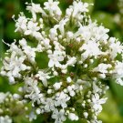 Valerian Spring Sow Perennial Vegetable Heirloom 200 Seeds for Garden Planting