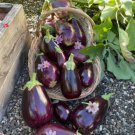 Black Beauty Eggplant Vegetable Heirloom 150 Seeds for Garden Planting