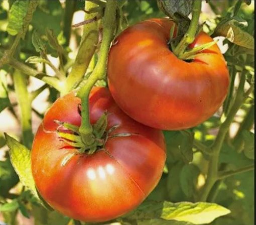 Brandywine Red Tomato Vegetable Heirloom 30 Seeds for Garden Planting