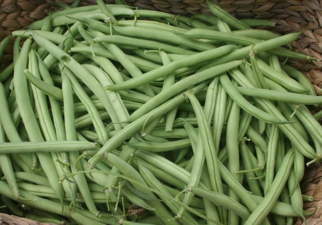 Provider Bush Green Bean Vegetable Heirloom 20 Seeds for Garden Planting