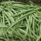Provider Bush Green Bean Vegetable Heirloom 20 Seeds for Garden Planting