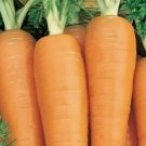Danvers 126 Carrot Vegetable Heirloom 150 Seeds for Garden Planting