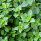 Italian Oregano Vegetable Heirloom 2000 Seeds for Garden Planting