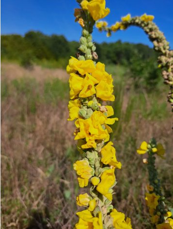 Mullein Verbascum Thapsus Vegetable Heirloom 1000 Seeds for Garden Planting