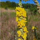 Mullein Verbascum Thapsus Vegetable Heirloom 1000 Seeds for Garden Planting