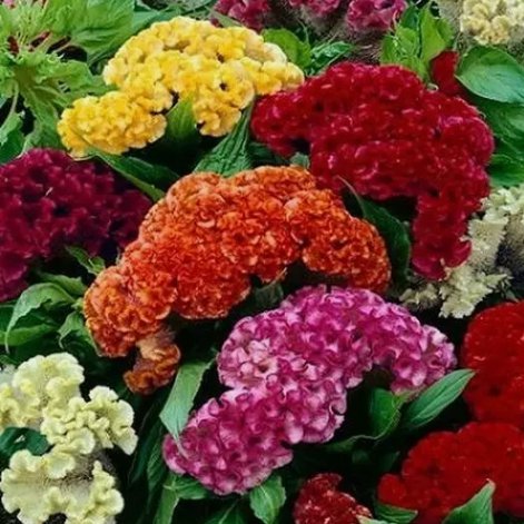 Celosia Cristata Mixed Cockscomb Dried Flowers Vegetable Heirloom 500 Seeds for Garden Planting