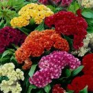Celosia Cristata Mixed Cockscomb Dried Flowers Vegetable Heirloom 500 Seeds for Garden Planting