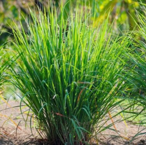 Lemon Grass Cymbopogon citratus Vegetable Heirloom 50 Seeds for Garden Planting