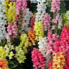 Magic Carpet Mix Snapdragon Vegetable Heirloom 200 Seeds for Garden Planting Magic Carpet Mix Snapdragon Vegetable Heirloom 200 Seeds for Garden Planting