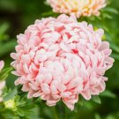 Peony / Paeony Duchess Apricot Aster Vegetable Heirloom 50 Seeds for Garden Planting
