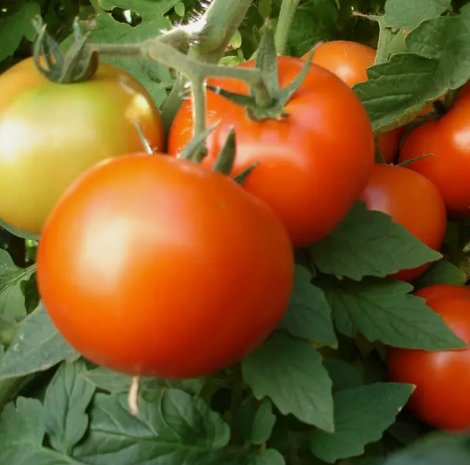 Early Girl Tomato (F1) Vegetable Heirloom 10 Seeds for Garden Planting