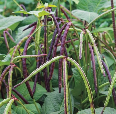 Top Pick Pinkeye Purple Hull Pea Vegetable Heirloom 15 Seeds for Garden Planting