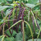 Top Pick Pinkeye Purple Hull Pea Vegetable Heirloom 15 Seeds for Garden Planting