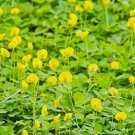 Virginia Jumbo Peanut Vegetable Heirloom 30 Seeds for Garden Planting