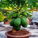 Dwarf Solo Waimanalo Tree Carica Papaya Vegetable Heirloom20 Seeds for Garden Planting