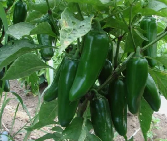 Jumbo Jalape&Atilde;&plusmn;o Pepper Capsicum Annuum Vegetable Heirloom 50 Seeds for Garden Planting