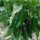 Jumbo Jalapeño Pepper Capsicum Annuum Vegetable Heirloom 50 Seeds for Garden Planting