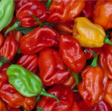 Pepper Mixed Peppers Vegetable Heirloom 100 Seeds for Garden Planting
