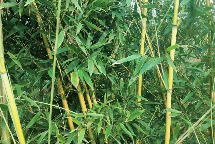 Golden Bamboo Yellow Crookstem Vegetable Heirloom 50 Seeds for Garden Planting