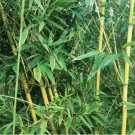 Golden Bamboo Yellow Crookstem Vegetable Heirloom 50 Seeds for Garden Planting