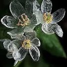 Skeleton Glass Warrior Boria Vegetable Heirloom 20 Seeds for Garden Planting