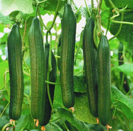 English Telegraph Burpless Cucumber Vegetable Heirloom 30 Seeds for Garden Planting