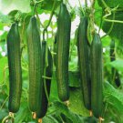 English Telegraph Burpless Cucumber Vegetable Heirloom 30 Seeds for Garden Planting