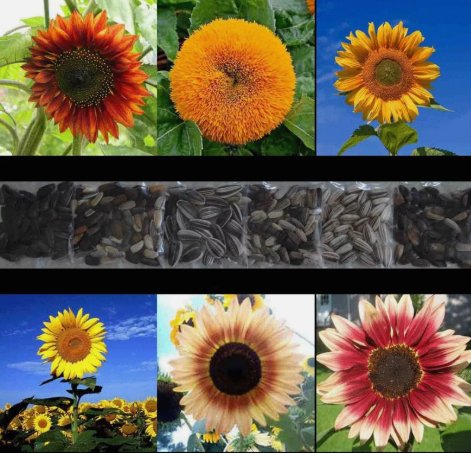 Sunflower Rare Mix Beautiful Flowers Vegetable Heirloom 100 Seeds for Garden Planting