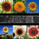 Sunflower Rare Mix Beautiful Flowers Vegetable Heirloom 100 Seeds for Garden Planting