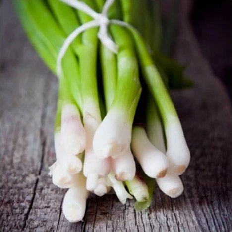 Tokyo Long White Bunching Onion Vegetable Heirloom 250 Seeds for Garden Planting
