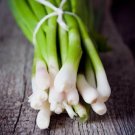 Tokyo Long White Bunching Onion Vegetable Heirloom 250 Seeds for Garden Planting