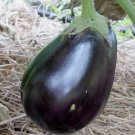 Black Beauty Eggplant Vegetable Heirloom 50 Seeds for Garden Planting