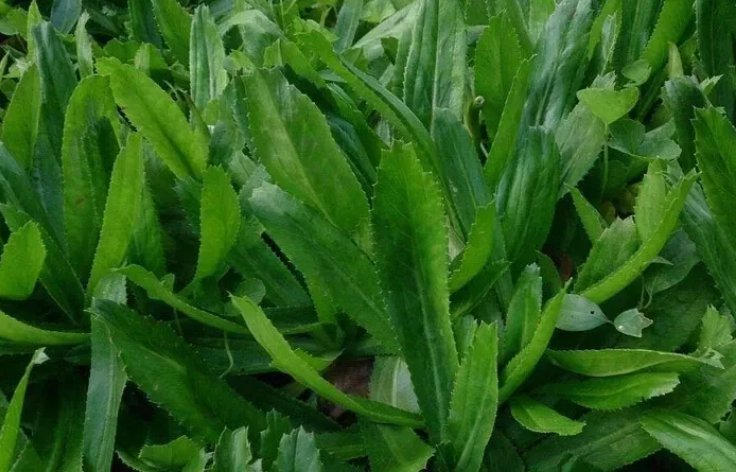 Culantro Recao Ng&Atilde;&sup2; Gai Vegetable Heirloom 1000 Seeds for Garden Planting