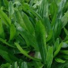 Culantro Recao Ngò Gai Vegetable Heirloom 1000 Seeds for Garden Planting
