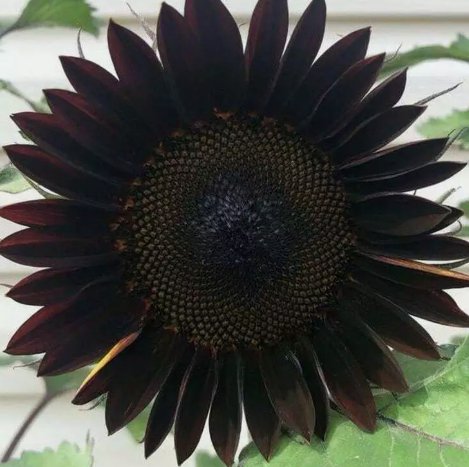 Black Beauty Sunflower Vegetable Heirloom 20 Seeds for Garden Planting