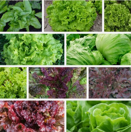 Leaf Lettuce Collection 10 All Varieties Vegetable Heirloom Seeds for Garden Planting