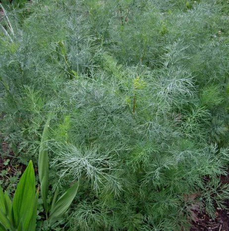 Dukat Dill Vegetable Heirloom 500 Seeds for Garden Planting