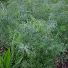 Dukat Dill Vegetable Heirloom 500 Seeds for Garden Planting