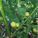 Aji Charapita pepper Vegetable Heirloom 50 Seeds for Garden Planting