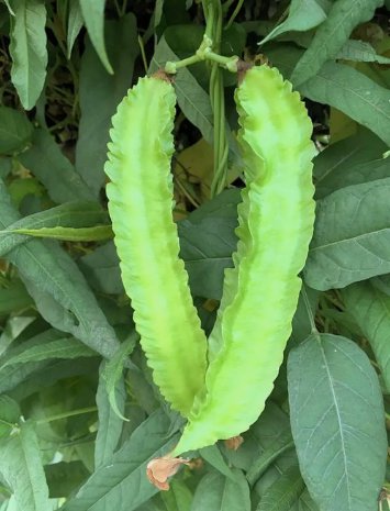 Winged Bean Dragon Bean &Auml;�&aacute;&ordm;&shy;u R&aacute;&raquo;�ng Vegetable Heirloom 10 Seeds for Garden Planting