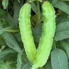 Winged Bean Dragon Bean Đậu Rồng Vegetable Heirloom 10 Seeds for Garden Planting