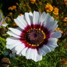 Painted Daisy Tricolor, Chrysanthemum Carinatum Vegetable Heirloom 350 Seeds for Garden Planting