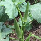Emerald Okra Velvet Variety Packet Sizes Vegetable Heirloom 30 Seeds for Garden Planting