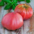 Pink Brandywine Tomato Vegetable Heirloom 30 Seeds for Garden Planting