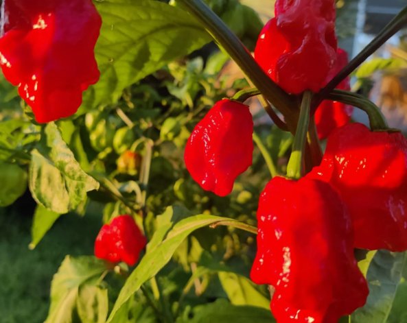 Rare Pepper Varieties 7 Pot Bubblegum Vegetable Heirloom 15 Seeds for Garden Planting