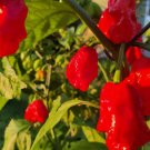 Rare Pepper Varieties 7 Pot Bubblegum Vegetable Heirloom 15 Seeds for Garden Planting
