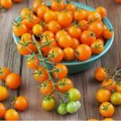 Sungold Cherry Tomato Vegetable Heirloom 30 Seeds for Garden Planting